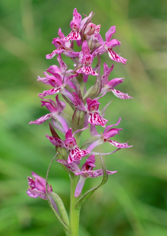 Nigritella, Dactylorhiza perverseemaltempo! Dolomiti luglio 2014.